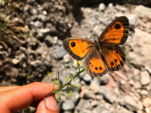 Foto close-up van een vlinder bij de hand
