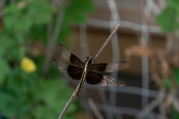 Foto close-up van een vlinder die bestuift