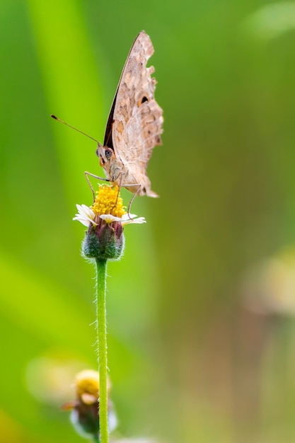 Close-up van een vlinder die buiten op bloemen bestuift