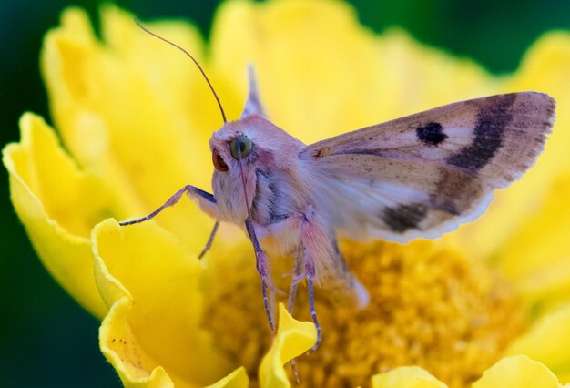 Foto close-up van een vlinder die een bloem bestuift