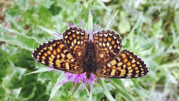 Foto close-up van een vlinder die een bloem bestuift