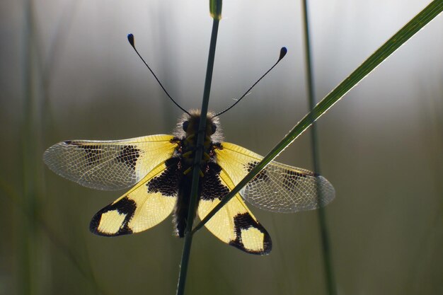 Foto close-up van een vlinder die een bloem bestuift