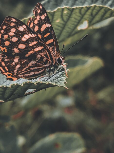 Foto close-up van een vlinder die een bloem bestuift