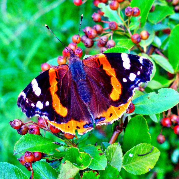 Foto close-up van een vlinder die een bloem bestuift