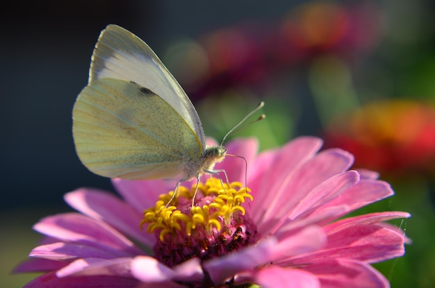 Close-up van een vlinder die een roze bloem bestuift