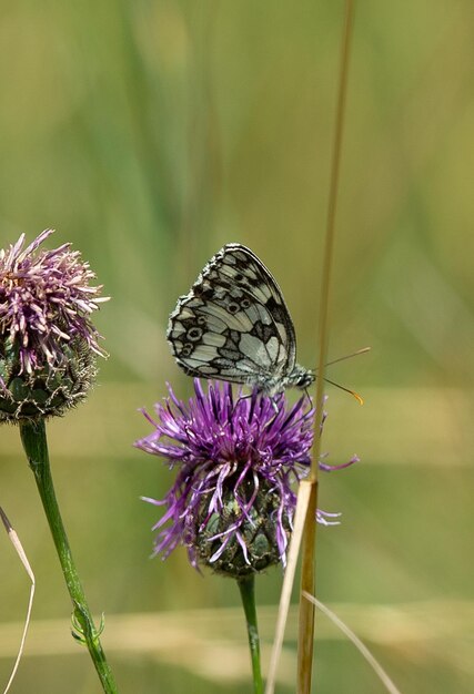 Foto close-up van een vlinder die op distel bestuift