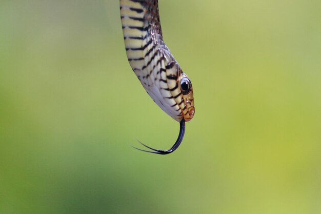 Foto close-up van een vlinder die op een blad zit