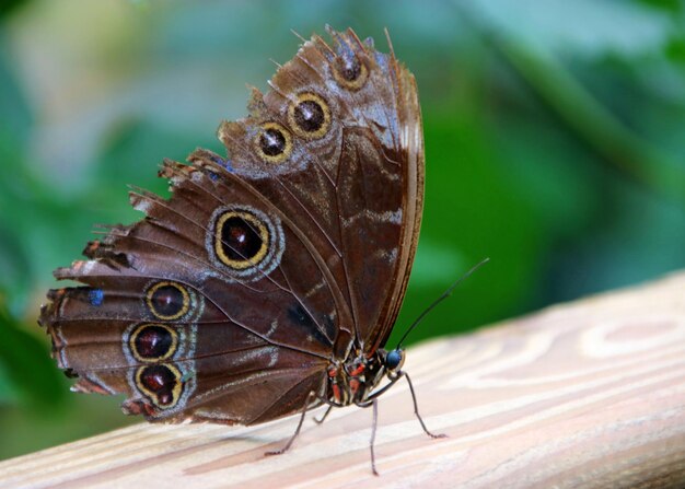 Foto close-up van een vlinder die op een blad zit