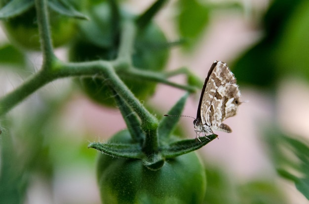 Foto close-up van een vlinder die op een blad zit