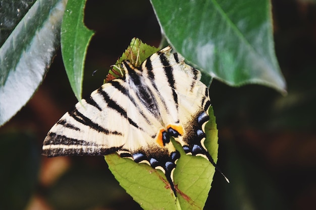 Close-up van een vlinder die op een blad zit