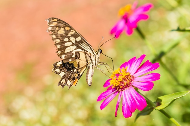 Close-up van een vlinder die op een bloem bestuift