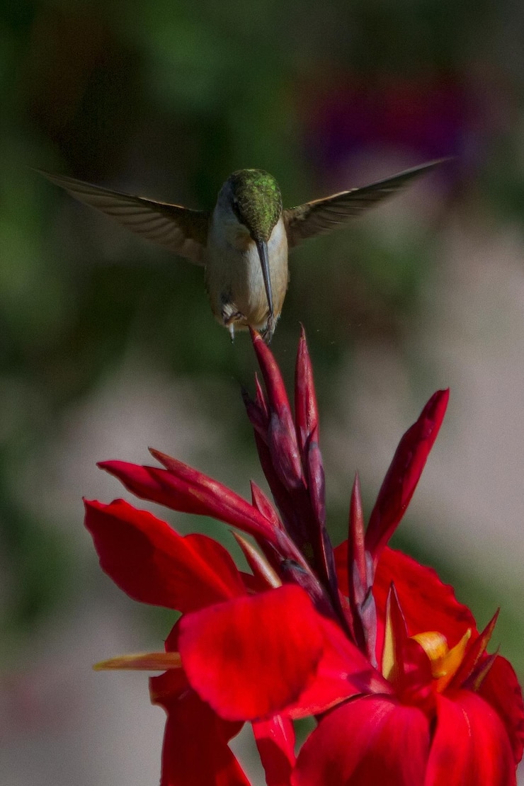 Foto close-up van een vlinder die op een bloem bestuift
