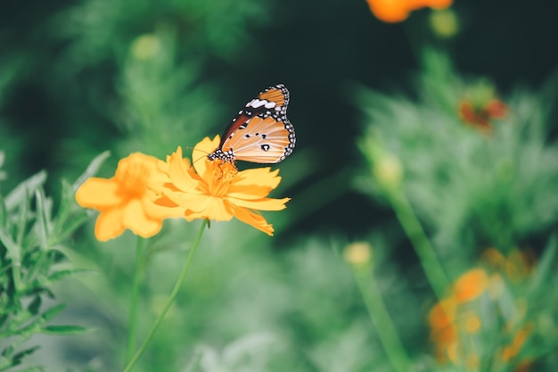 Close-up van een vlinder die op een bloem bestuift