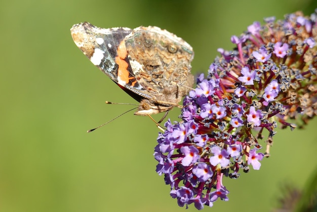 Foto close-up van een vlinder die op een bloem bestuift