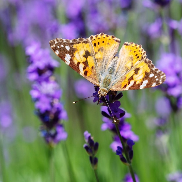 Foto close-up van een vlinder die op een bloem bestuift