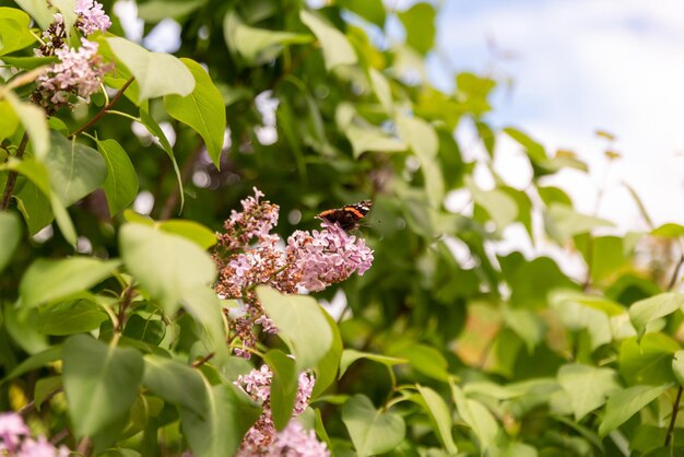 Foto close-up van een vlinder die op een bloem bestuift