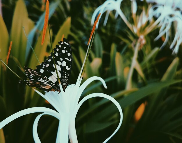 Foto close-up van een vlinder die op een bloem bestuift