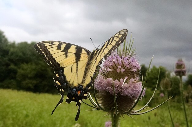 Foto close-up van een vlinder die op een bloem bestuift