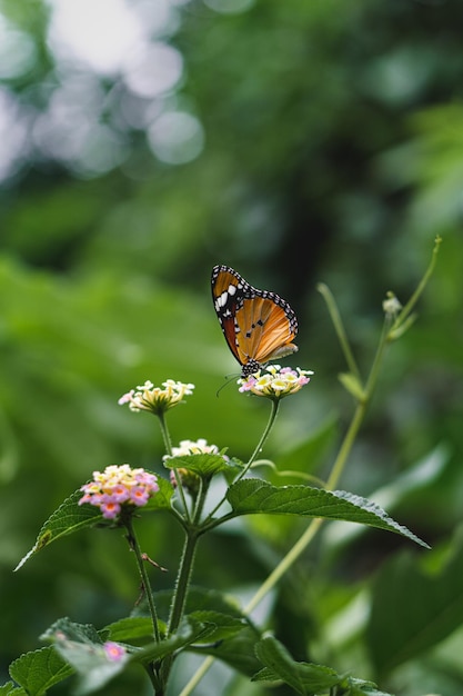 Foto close-up van een vlinder die op een bloem bestuift