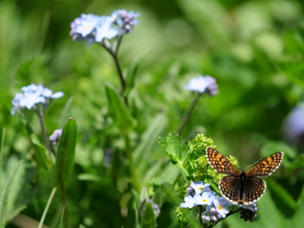 Close-up van een vlinder die op een bloem bestuift