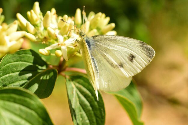 Foto close-up van een vlinder die op een bloem bestuift