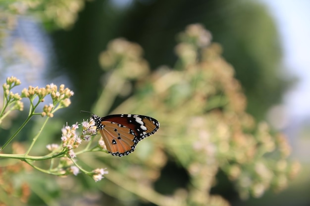 Close-up van een vlinder die op een bloem bestuift