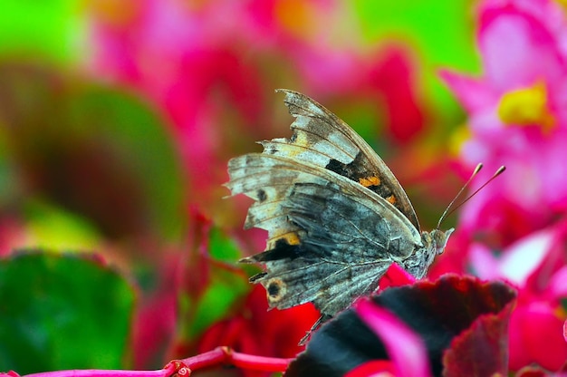 Close-up van een vlinder die op een bloem bestuift