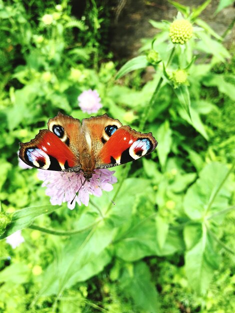 Foto close-up van een vlinder die op een bloem bestuift