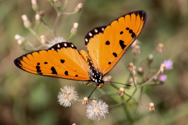 Close-up van een vlinder die op een bloem bestuift