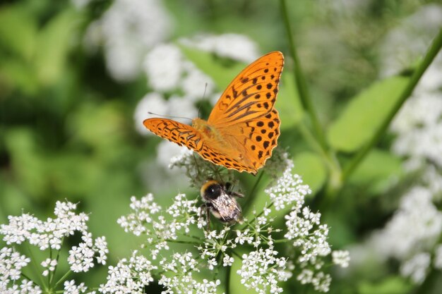 Close-up van een vlinder die op een bloem bestuift