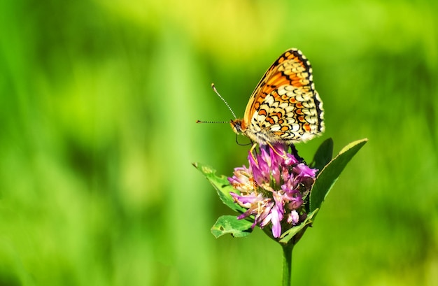 Close-up van een vlinder die op een bloem bestuift