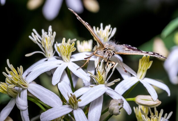 Foto close-up van een vlinder die op een bloem bestuift