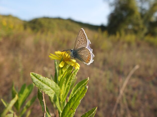 Foto close-up van een vlinder die op een bloem bestuift