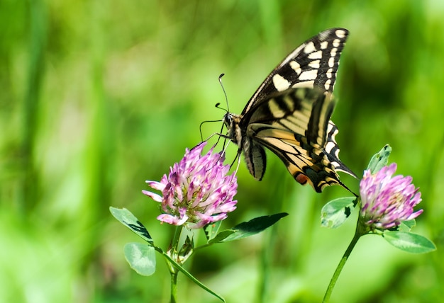 Close-up van een vlinder die op een bloem bestuift