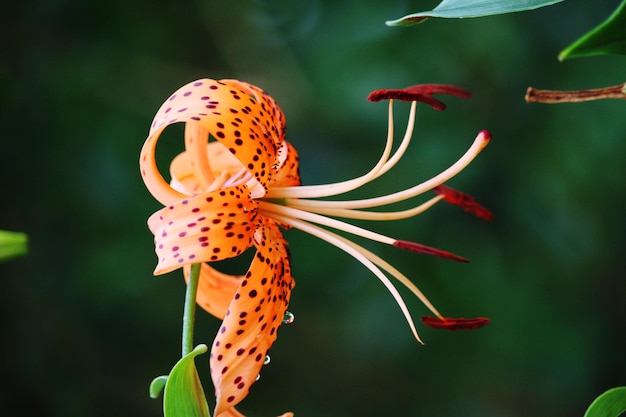 Foto close-up van een vlinder die op een bloem bestuift