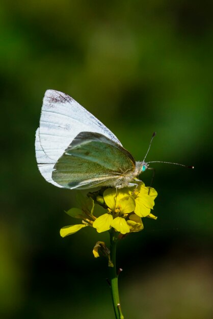 Foto close-up van een vlinder die op een bloem bestuift