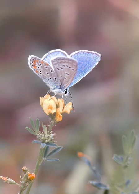 Foto close-up van een vlinder die op een bloem bestuift