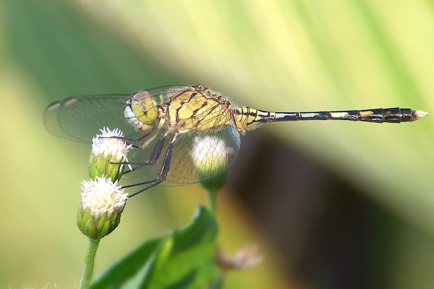 Foto close-up van een vlinder die op een bloem bestuift