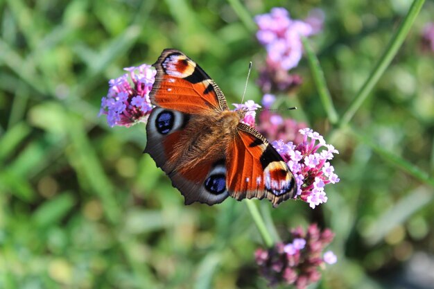 Foto close-up van een vlinder die op een bloem bestuift