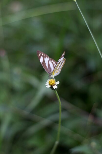 Foto close-up van een vlinder die op een bloem bestuift