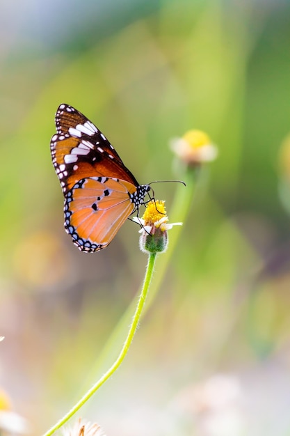 Close-up van een vlinder die op een bloem buiten bestuift