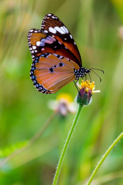 Close-up van een vlinder die op een bloem buiten bestuift