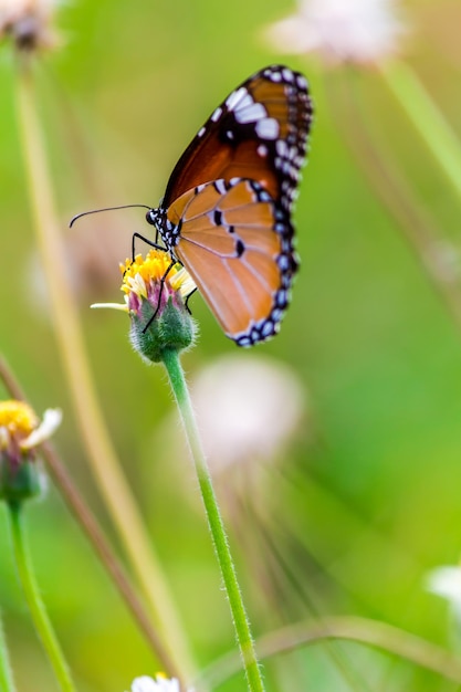 Close-up van een vlinder die op een bloem buiten bestuift