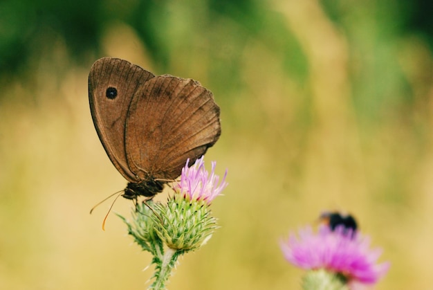 Close-up van een vlinder die op een bloem zit