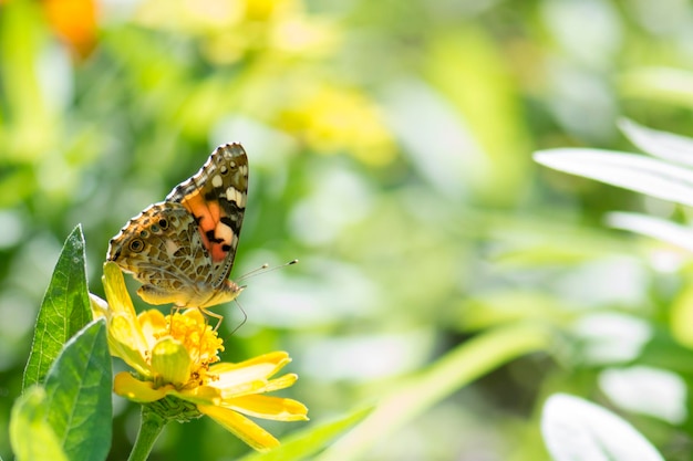 Close-up van een vlinder die op een bloem zit