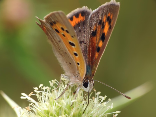 Foto close-up van een vlinder die op een bloem zit