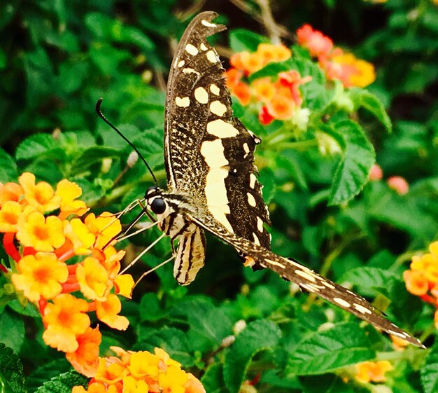 Foto close-up van een vlinder die op een bloem zit