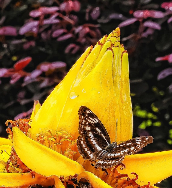 Foto close-up van een vlinder die op een gele bloem bestuift