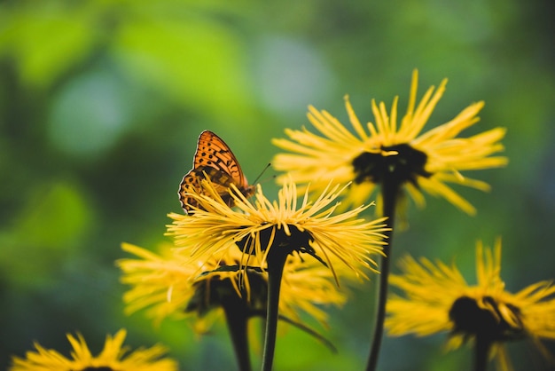 Close-up van een vlinder die op een gele bloem bestuift