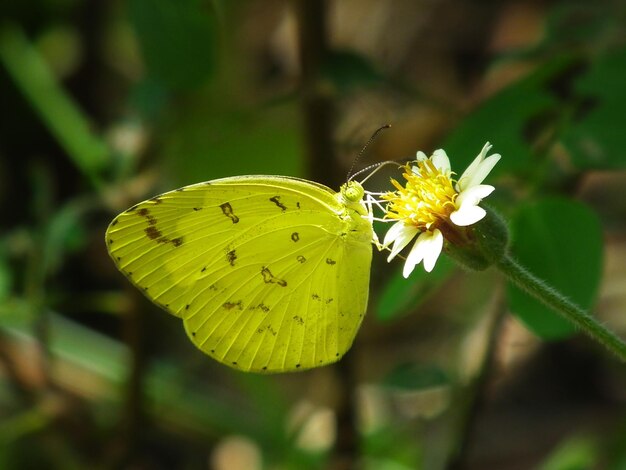 Foto close-up van een vlinder die op een gele bloem bestuift